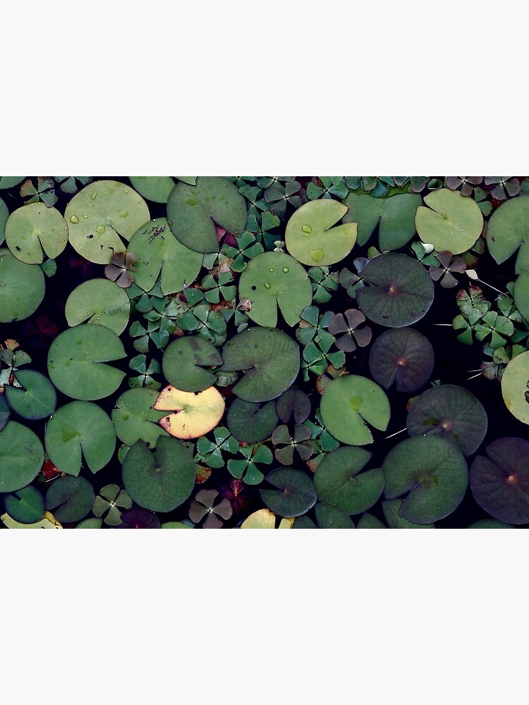 Lily Pads by colorandpattern