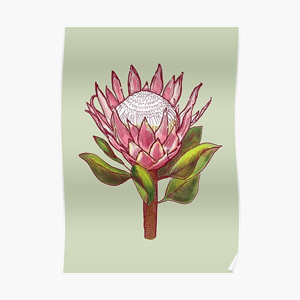 King Protea Colour II Poster