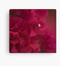 Bougainvillea Canvas Print