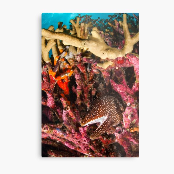 Whitemouth Moray, Wakatobi National Park, Indonesia Metal Print