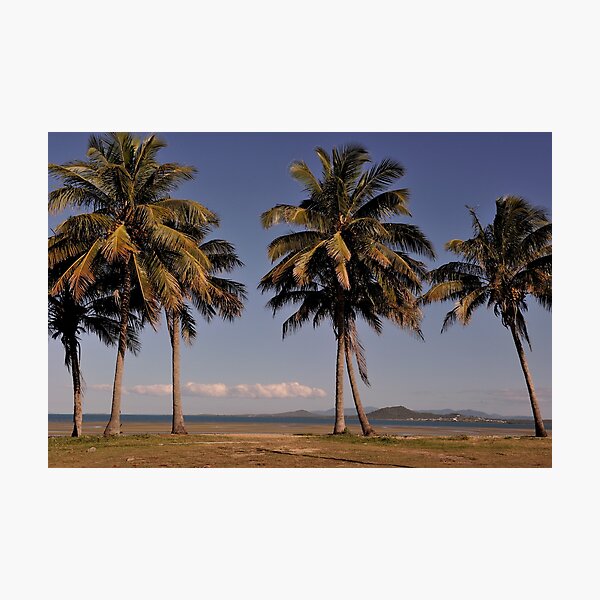 North Queensland palm trees Photographic Print