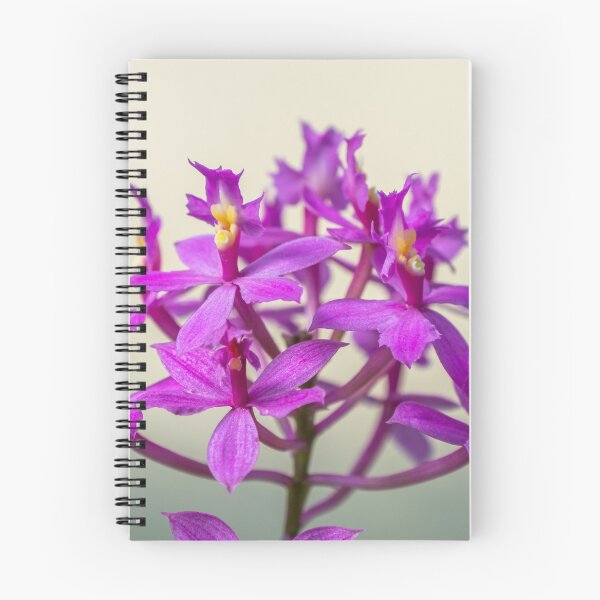 Item preview, Epi Pretty Lady Misumi Orchid Flowers designed and sold by Chee Sim.