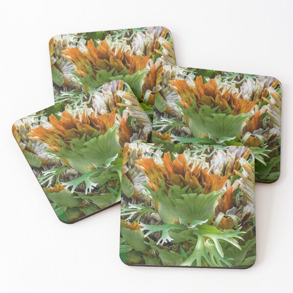 Item preview, Mature Form of Staghorn Ferns designed and sold by Chee Sim.