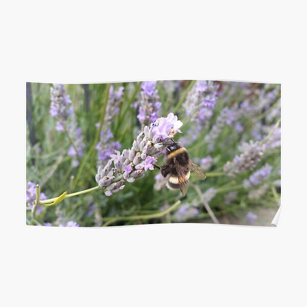 Edinburgh Bumblebee Poster