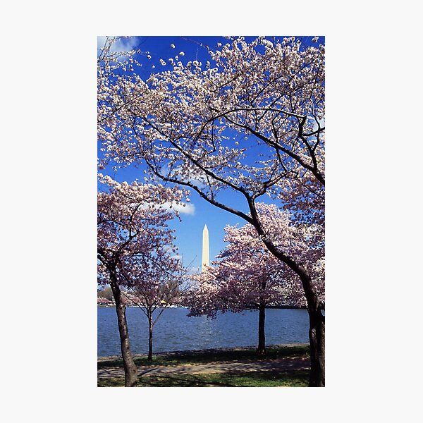 Item preview, Washington Monument Through Cherry Blossoms designed and sold by BravuraMedia.