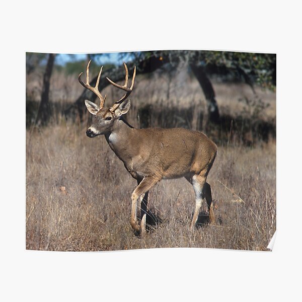 White Tail Deer Poster