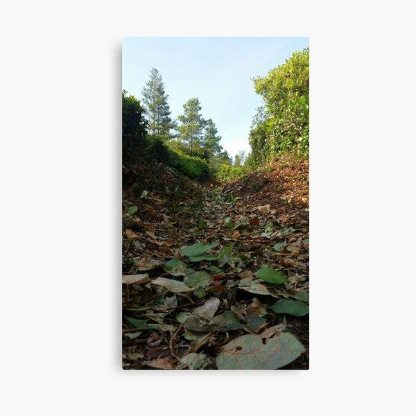 Leafy Path Canvas Print