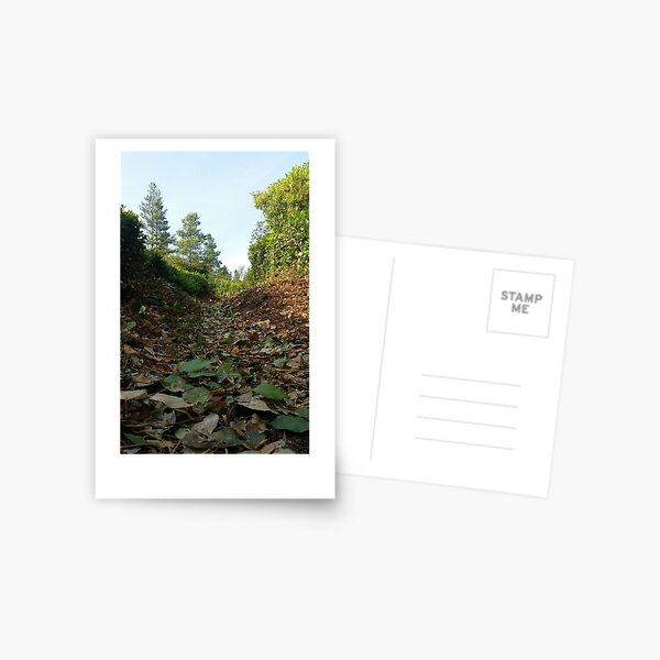 Leafy Path Postcard