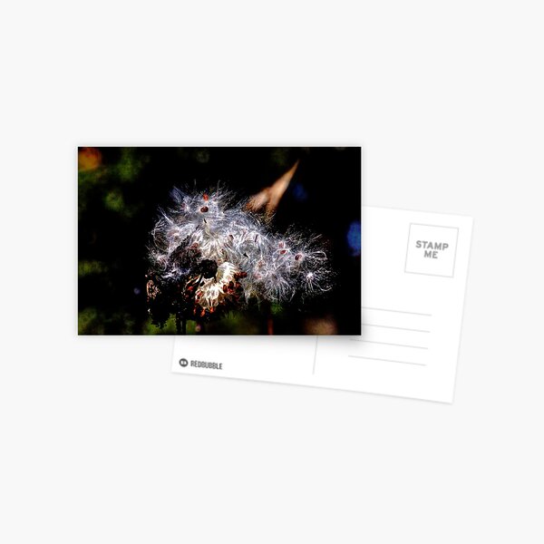 Milkweed Postcard