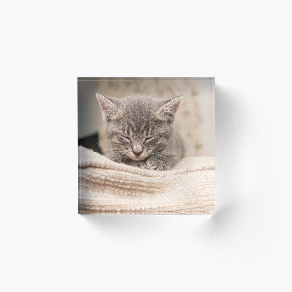 Grey tabby cat kitten asleep