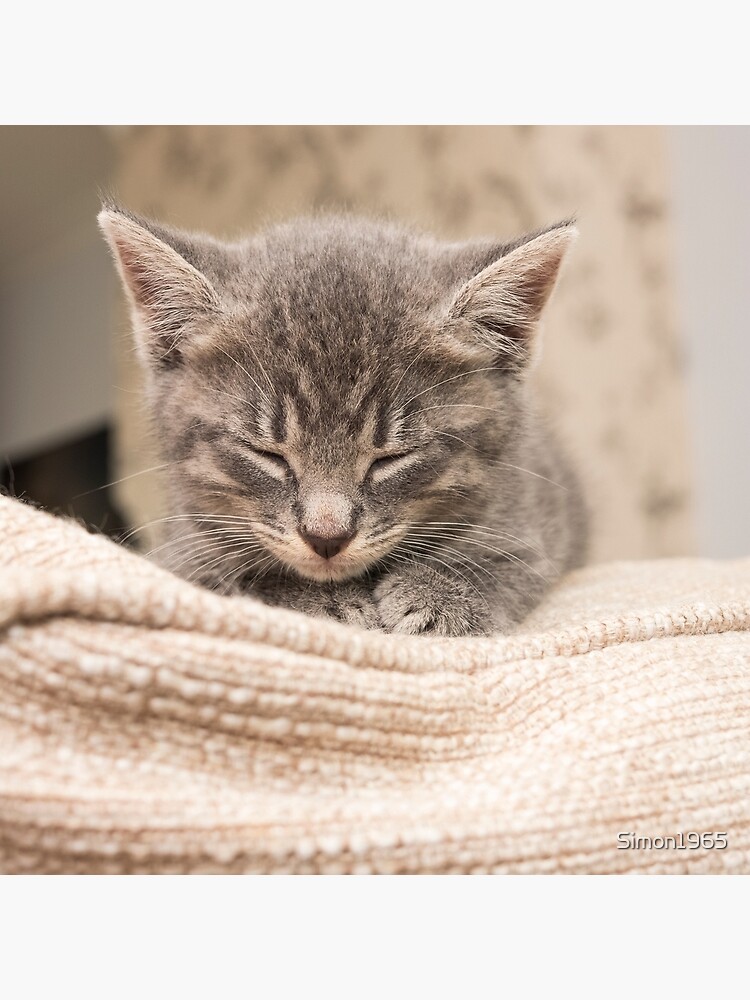 grey tabby cat kitten