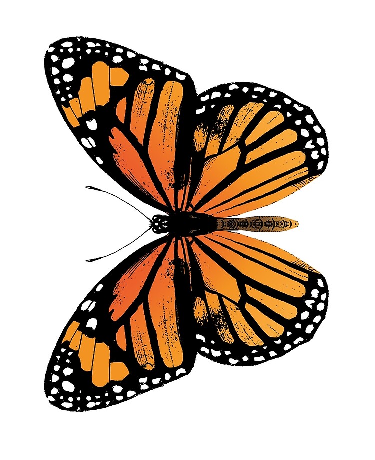 Monarch Butterfly, Vintage Butterfly