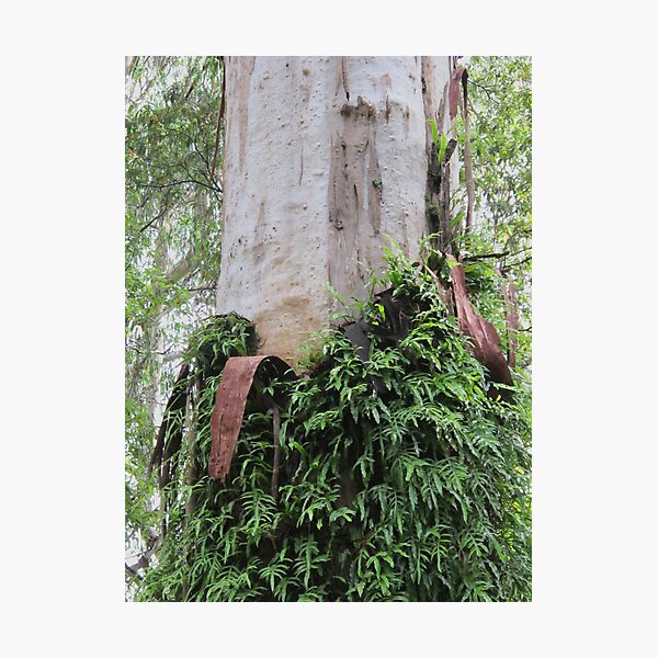 Fern-clothed Australian Gum trunk Photographic Print