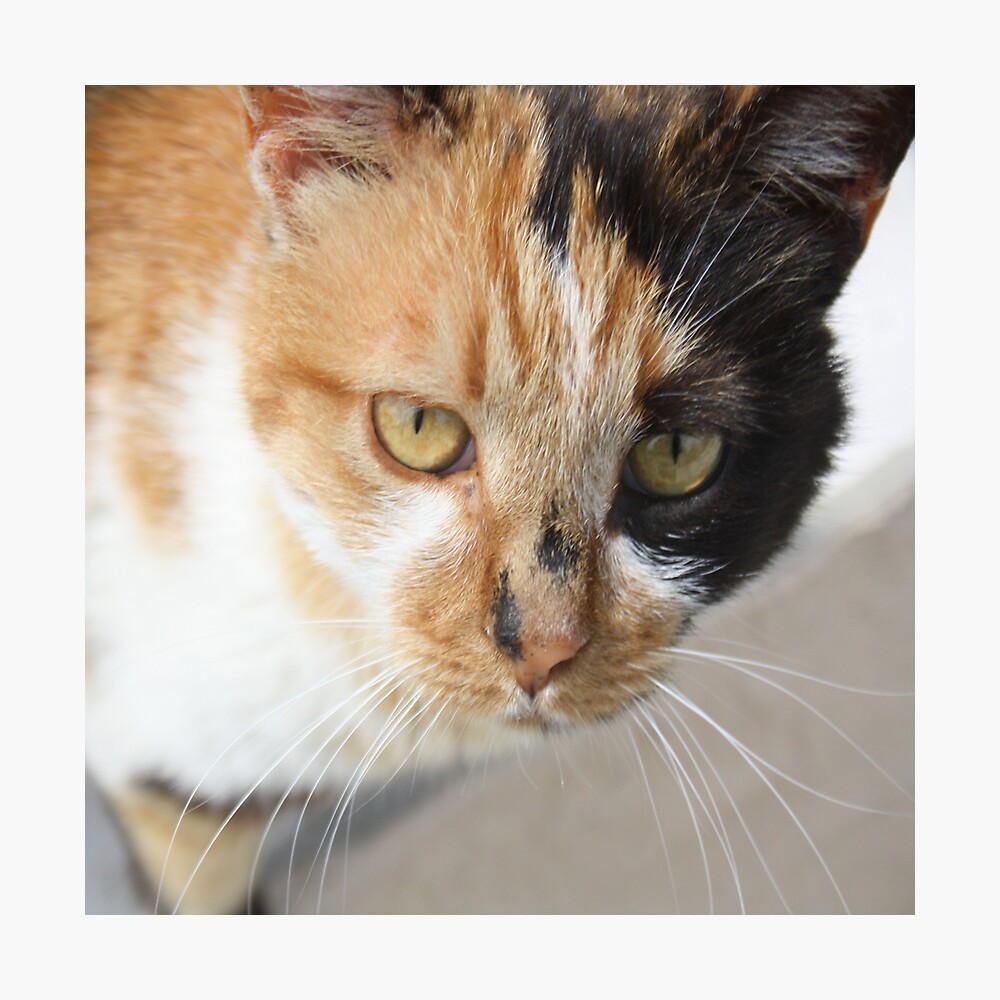 Poster Chat Tricolore Orange Noir Et Blanc Par Taiche Redbubble