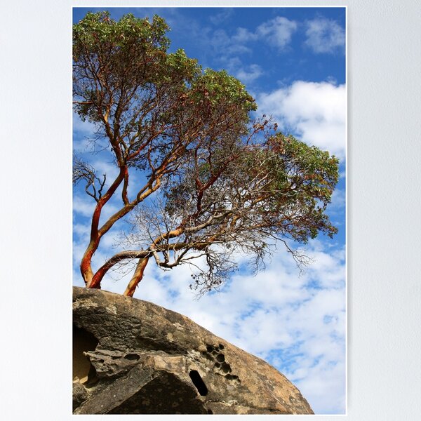 Item preview, Arbutus Over Sandstone designed and sold by Terrill Welch.