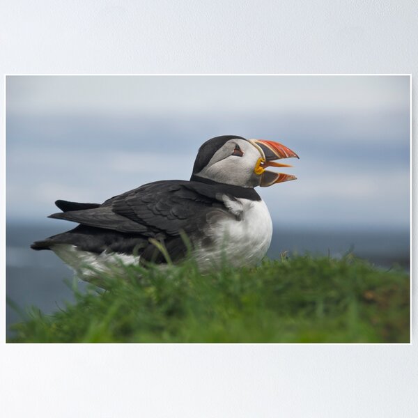 Item preview, Puffin designed and sold by Karen Miller.