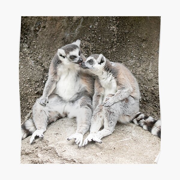 Lemur nose-licks Poster