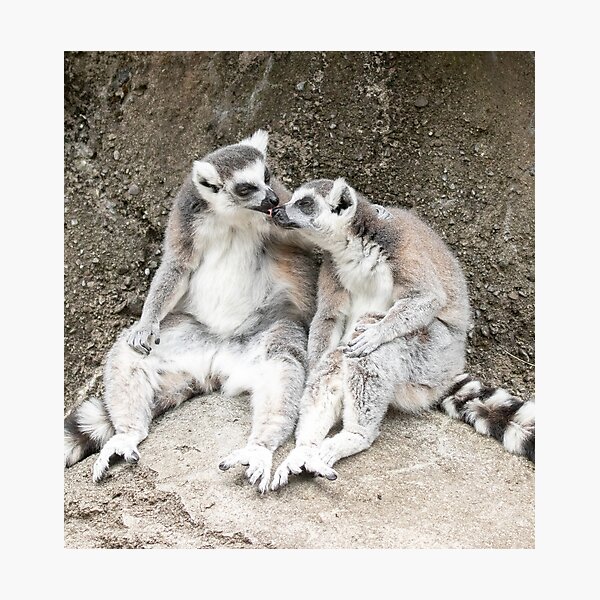 Lemur nose-licks Photographic Print