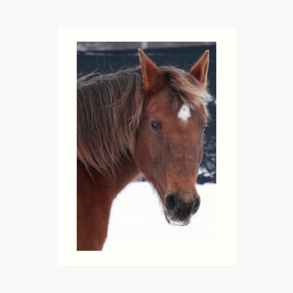 Brandy Art Print