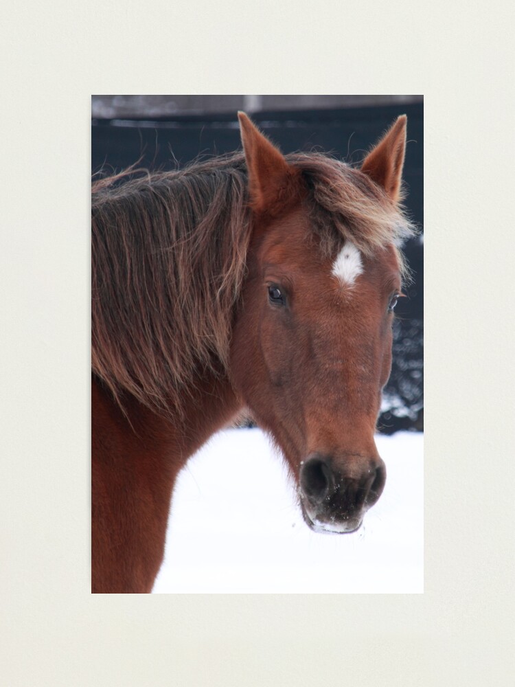Alternate view of Brandy Photographic Print