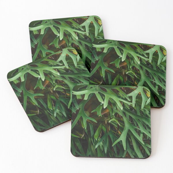 Item preview, Platycerium Wallichii Hook Fern designed and sold by Chee Sim.