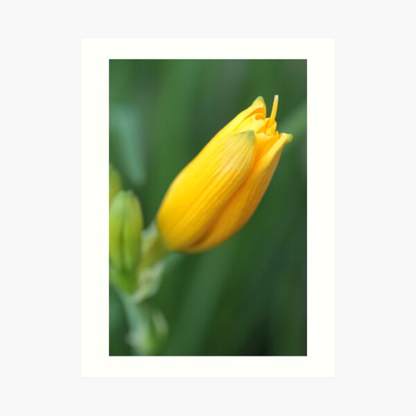 Yellow Lily Bloom Art Print