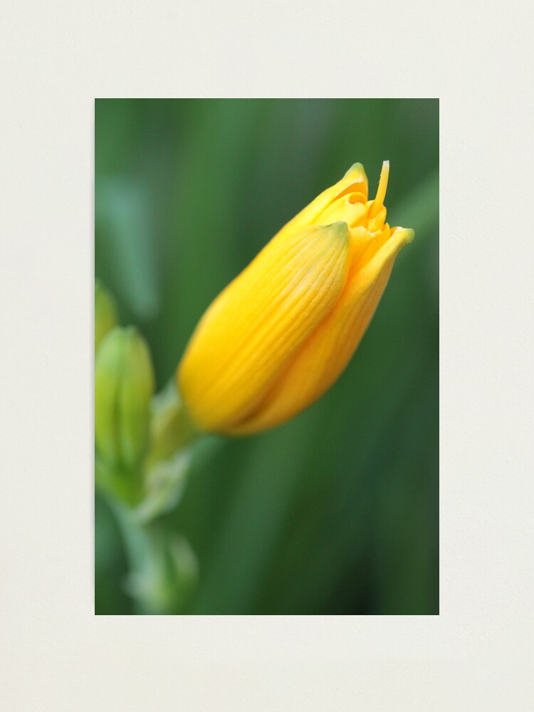 Alternate view of Yellow Lily Bloom Photographic Print