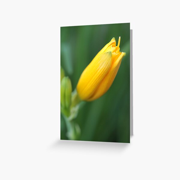 Yellow Lily Bloom Greeting Card