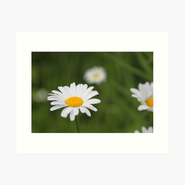 Daisies Art Print