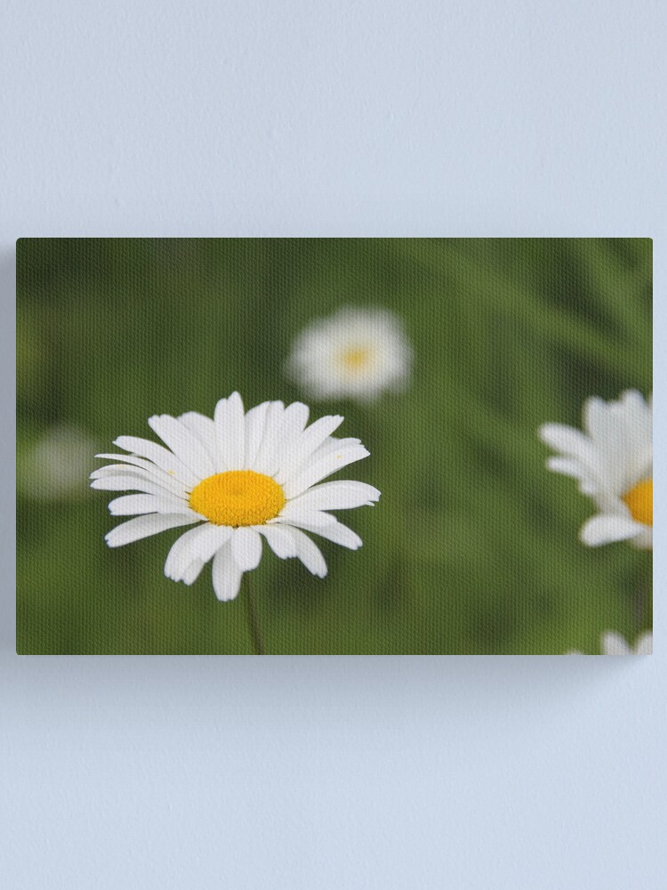 Alternate view of Daisies Canvas Print