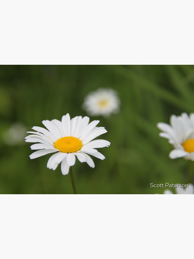 Daisies by spaterson