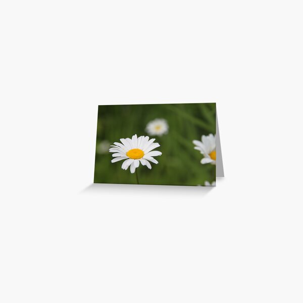 Daisies Greeting Card