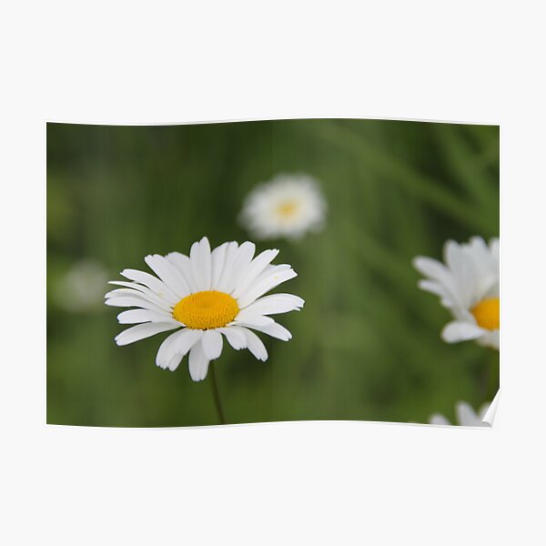 Daisies Poster