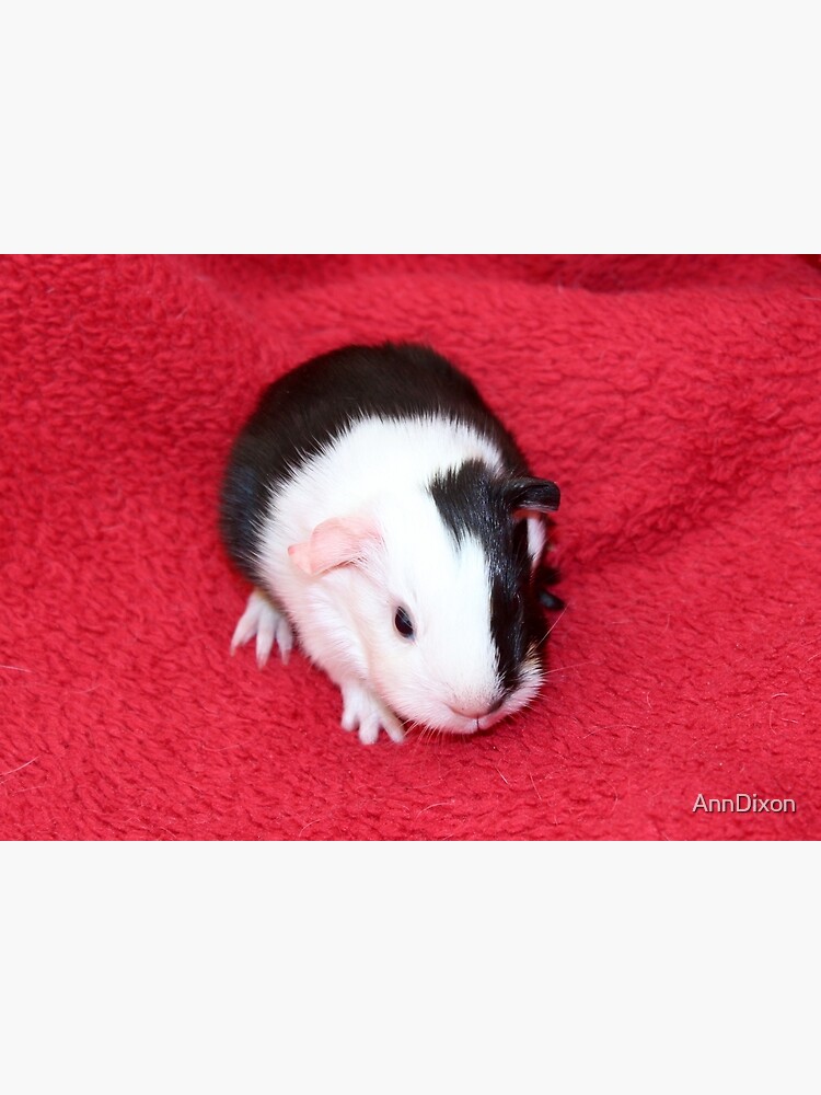 baby guinea pigs