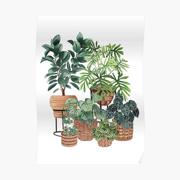 Collection de plantes en pot 3 Poster
