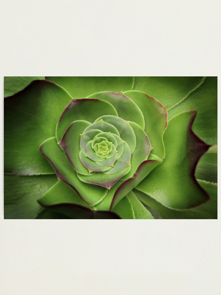 Alternate view of Green Aeonium Photographic Print