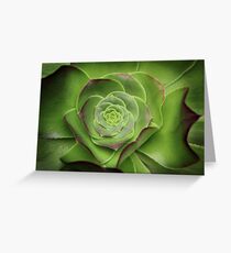 Green Aeonium Greeting Card