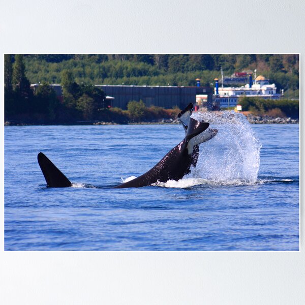 Item preview, Orcas hunting designed and sold by zumi.