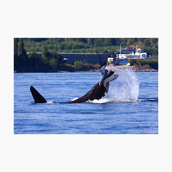 Item preview, Orcas hunting designed and sold by zumi.