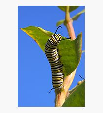 Monarch Caterpillar Photographic Print