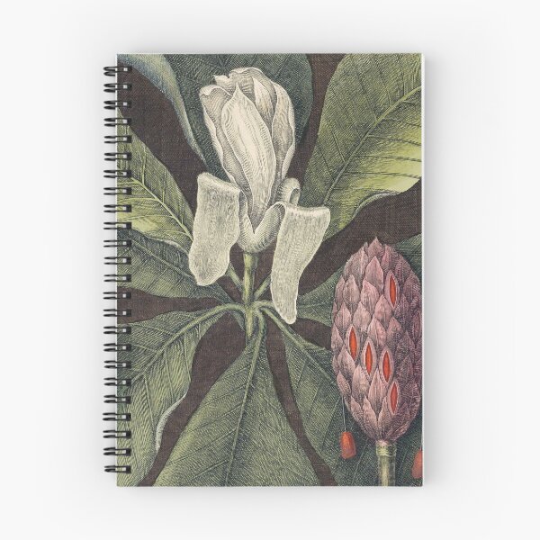 Item preview, Vintage Magnolia Illustration by Mark Catesby 18th Century designed and sold by Vintage Wall Art.