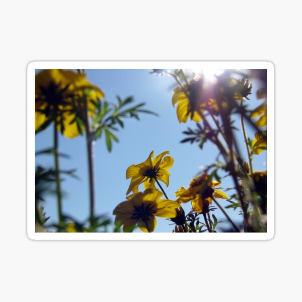 Summer Sky Flowers 7 Sticker