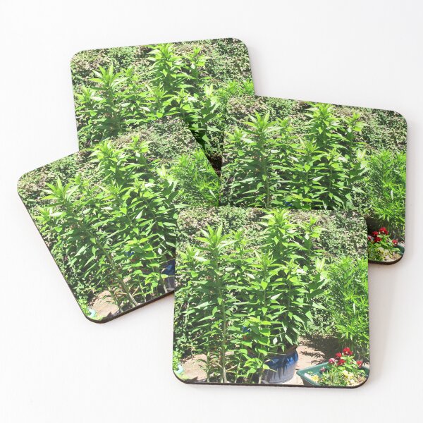 Item preview, How Green Was My Garden! designed and sold by Kathryn Jones.