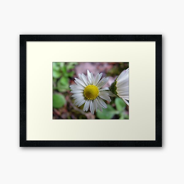 Close-up Daisy Framed Art Print