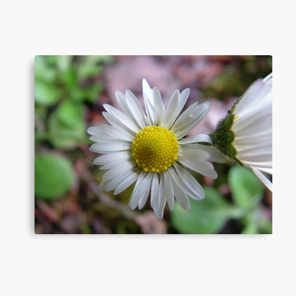 Close-up Daisy Canvas Print