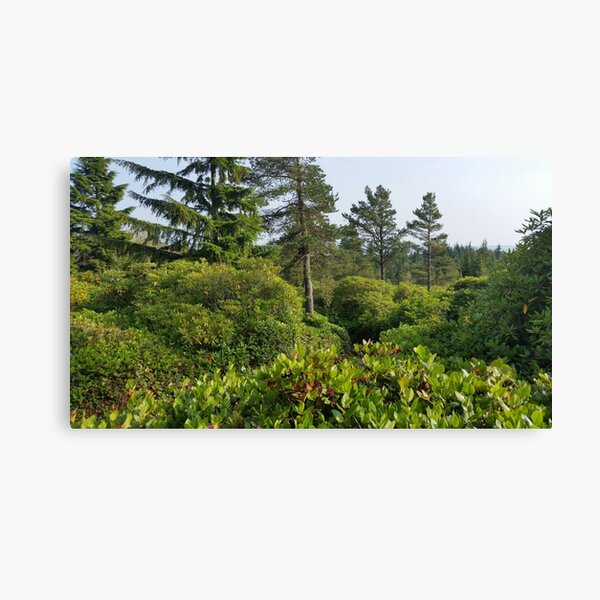 Cragside Labyrinth Trees Canvas Print