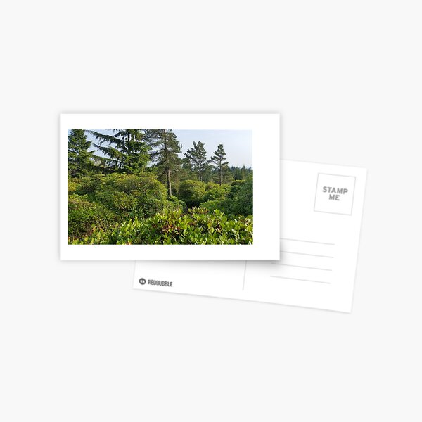 Cragside Labyrinth Trees Postcard