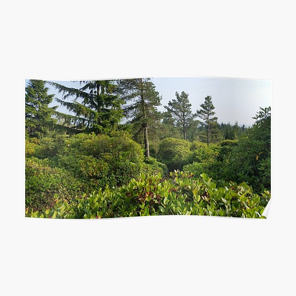 Cragside Labyrinth Trees Poster