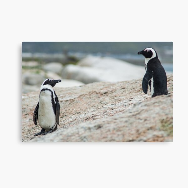 Penguins of Simons Town (4) Canvas Print