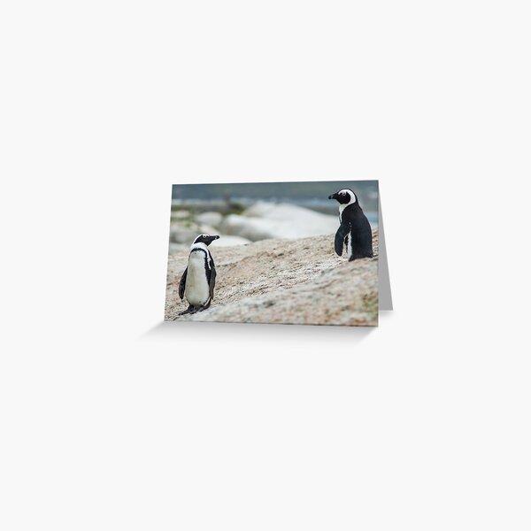 Penguins of Simons Town (4) Greeting Card